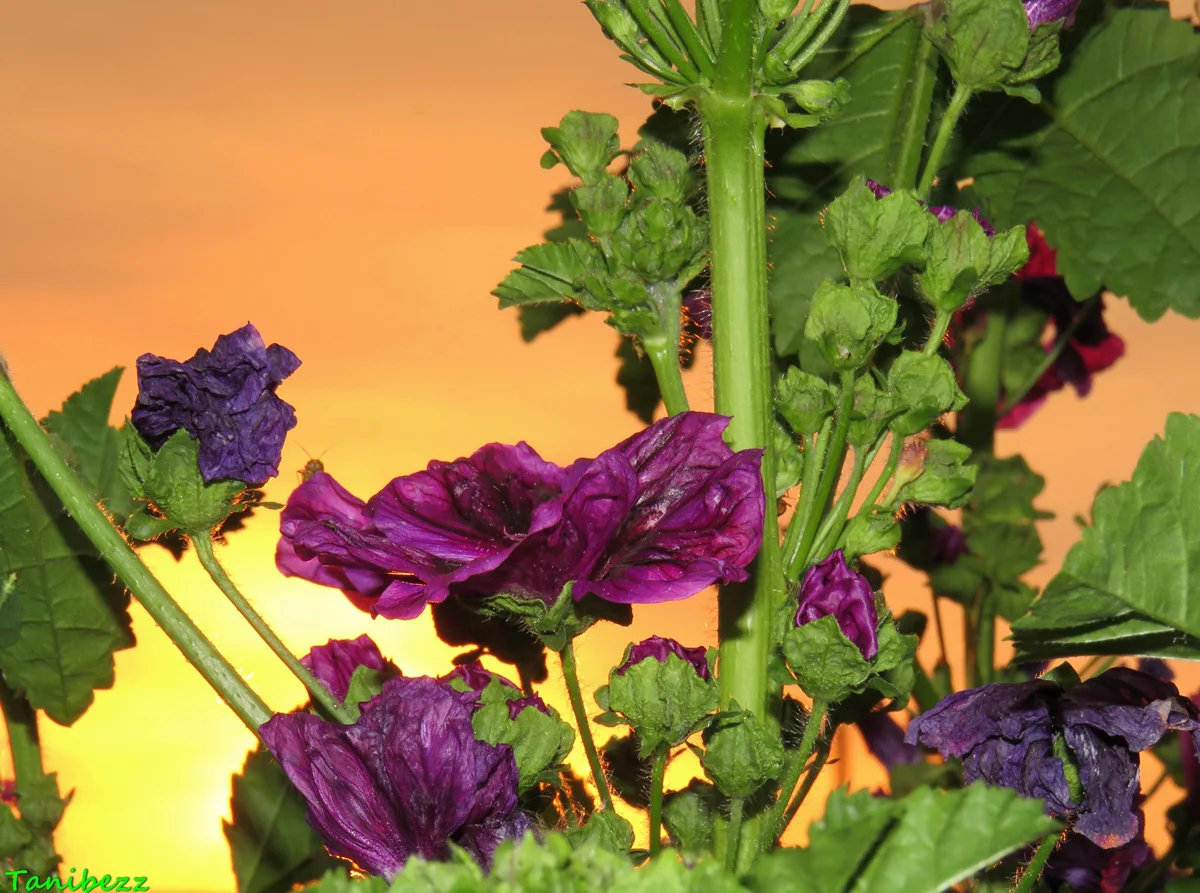 Мальва (Шток-роза) мавританская Мальва (Шток-роза) мавританская