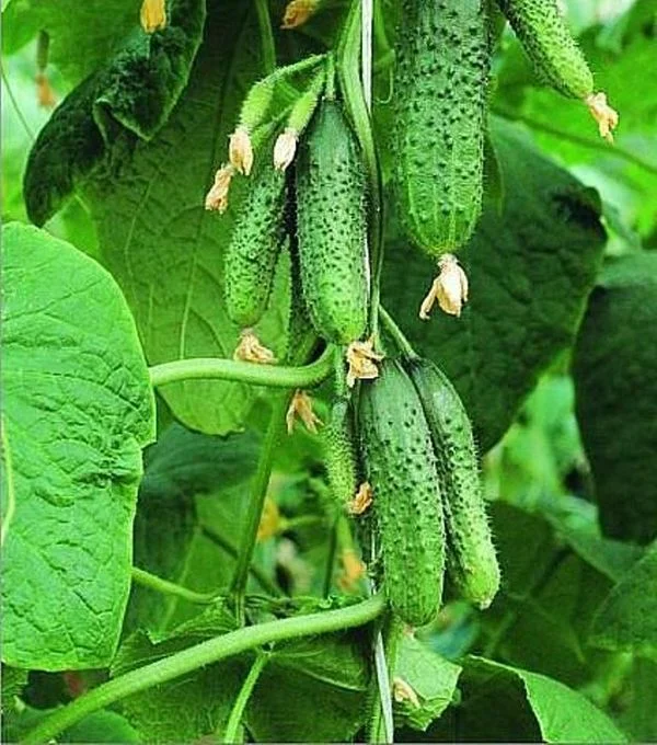 Огурец Гибридный Кураж f1 Огурец Гибридный Кураж f1