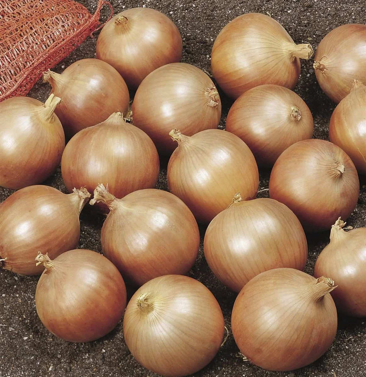 Лук Репчатый Densiti Лук Репчатый Densiti