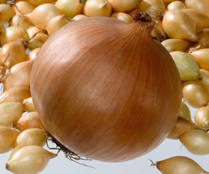 Лук Репчатый Геркулес Лук Репчатый Геркулес