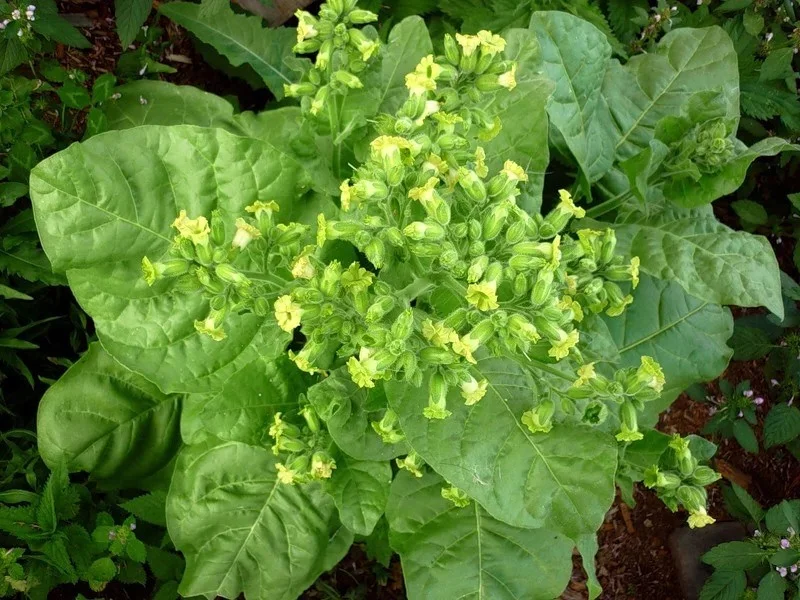 Махорка  Дедушкин кисет Махорка  Дедушкин кисет