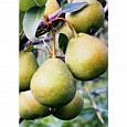 Груша плодовая Космическая Груша плодовая Космическая