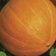 Тыква крупноплодная Большой Макс Тыква крупноплодная Большой Макс