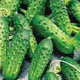 Огурец  Вихрь F1 Огурец  Вихрь F1