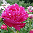 Пион травянистый Барбара