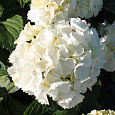 Гортензия древовидная White Ball