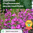 Дербенник (Подбережник) иволистный Robin Дербенник (Подбережник) иволистный Robin