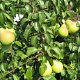 Груша плодовая Кокинская Груша плодовая Кокинская