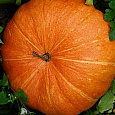 Тыква крупноплодная Улыбка Тыква крупноплодная Улыбка