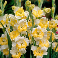Гладиолус крупноцветковый Багги Гладиолус крупноцветковый Багги