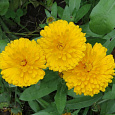 Календула махровая Золотой император Календула махровая Золотой император