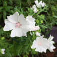 Мальва (Шток-роза) мускусная Alba Мальва (Шток-роза) мускусная Alba