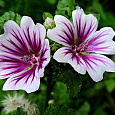 Мальва зебрина Лиловая зебра