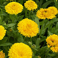 Календула махровая Золотой император Календула махровая Золотой император