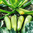 Кабачок Кавили F1 Кабачок Кавили F1