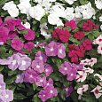 Катарантус розовый Смесь окрасок