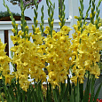 Гладиолус крупноцветковый Джэксонвилл Голд Гладиолус крупноцветковый Джэксонвилл Голд
