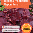 Гейхера гибридная Черри Кола Гейхера гибридная Черри Кола