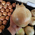 Лук Репчатый Глобо Лук Репчатый Глобо