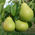 Груша плодовая Светлянка Груша плодовая Светлянка