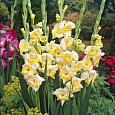 Гладиолус крупноцветковый Багги Гладиолус крупноцветковый Багги