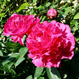 Пион травянистый Барбара