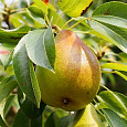 Груша плодовая Кокинская Груша плодовая Кокинская