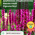 Дербенник (Подбережник) Иволистный Zigeunerblut Дербенник (Подбережник) Иволистный Zigeunerblut
