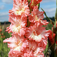Гладиолус гибридный Pink Pearl Гладиолус гибридный Pink Pearl