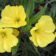 Энотера Крупноплодная Энотера Крупноплодная