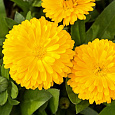 Календула махровая Золотой император Календула махровая Золотой император