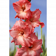 Гладиолус гибридный Monica Гладиолус гибридный Monica