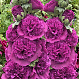 Мальва (Шток-роза) розовая Chater's Double Violet Мальва (Шток-роза) розовая Chater's Double Violet