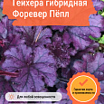 Гейхера гибридная Форевер Пёпл Гейхера гибридная Форевер Пёпл