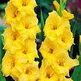 Гладиолус крупноцветковый Джэксонвилл Голд Гладиолус крупноцветковый Джэксонвилл Голд