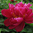 Пион древовидный Пурпурный феникс