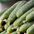 Огурец гибридный F1 Кузнечик Огурец гибридный F1 Кузнечик
