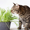 Трава для кошек
