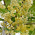 Лох зонтичный Pointilla Fortunella