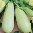 Кабачок Сосновский Кабачок Сосновский