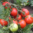 Томат Красная шапочка Томат Красная шапочка