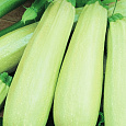 Кабачок Белогор F1 Кабачок Белогор F1