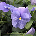 Виола крупноцветковая Матрикс Блю