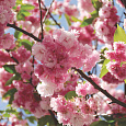 Сакура мелкопильчатая Пинк Перфекшен