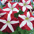 Петуния многоцветковая Кристина F1