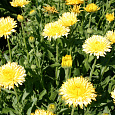 Календула пацифик Бьюти лемон Календула пацифик Бьюти лемон