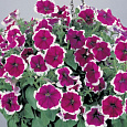 Петуния грандифлора Хулахуп Вельвет