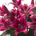 Лилия ОТ-гибрид Палаццо Лилия ОТ-гибрид Палаццо
