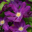 Клематис крупноцветковый Лех Качинский