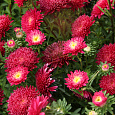 Астра Баронесса Красная